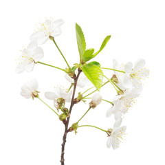 A branch of cherry blossoms isolated on white background. Flower plum. Flat lay, top view. Easter. Spring