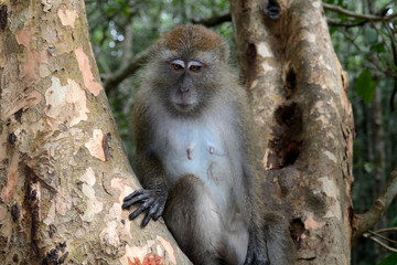 Long-tailed macaque, Langkawi, Malaysia