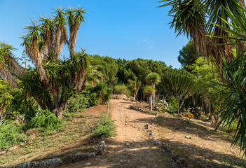 Luxuriant vegetation of the garden park Villa Giulia in Palermo, Sicily, Italy