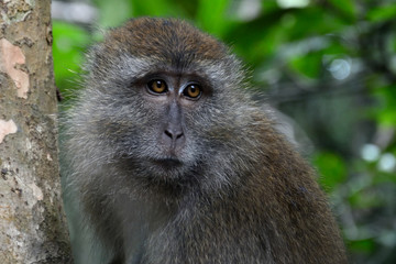 Long-tailed macaque, Langkawi, Malaysia