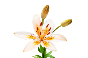 Beautiful yellow lily isolated on white background. Summer. Spring. Flat lay, top view. Love. Valentine's Day. Flower