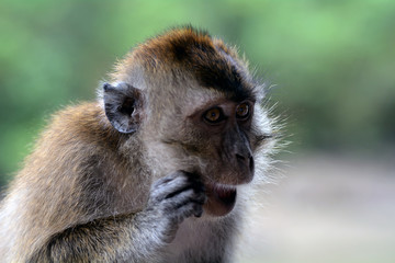 Long-tailed macaque, Langkawi, Malaysia