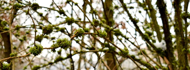Branch