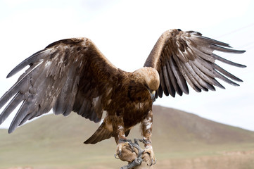 Golden Eagle. Aquila chrysaetos.