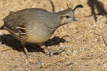 Bird female California quail at the Salton Sea