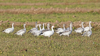 Fototapeta na wymiar Geese in field at the Salton Sea