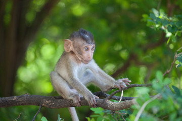 Fototapeta premium 可愛いサル