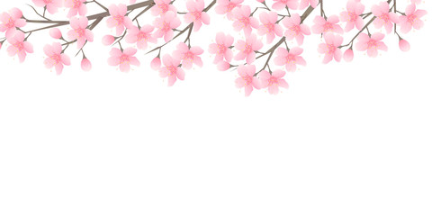 Obraz premium 桜 春 花 背景