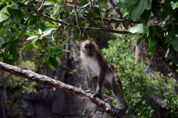 Long-tailed macaque, Langkawi, Malaysia