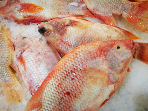 Red Tilapia/Ruby Fish in market,Shelves selling ruby fish in the market,Fresh pink frozen pomegranate fish on ice