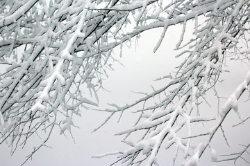 snow-covered tree branches in winter.