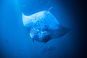 Manta Ray Diving