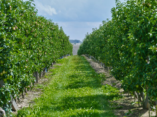 Fototapeta na wymiar Dobitschen / Germany: Apple orchard in Eastern Thuringia at the beginning of August