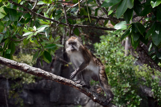 Long-tailed macaque, Langkawi, Malaysia