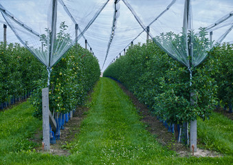 Dobitschen / Germany: Apple plantation under a protective net in Eastern Thuringia at the beginning of August