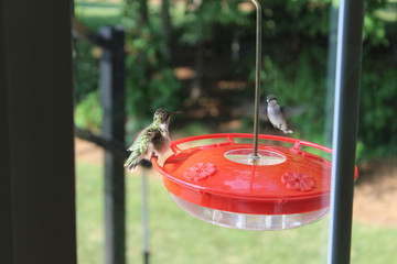 Hummingbirds on feeder