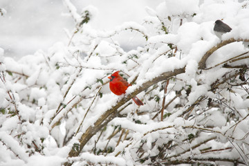 Photography of a Cardinal on a Snowy Branch