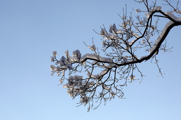 branches of trees covered with snow in winter on sky background
