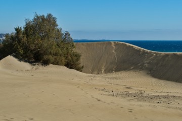 Naturschutzgebiet - Dunas de Maspalomas - Gran Canaria - Busch vor Duene