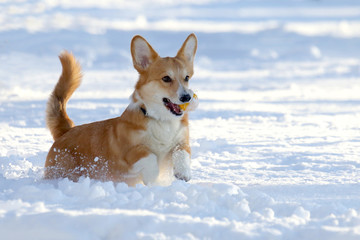 small dog with a yellow ball in the teeth plays in the snow