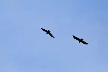 silhouette of two birds in the blue sky.