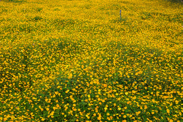 close up yellow cosmos flower for background