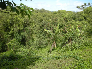 Forest in Kauai Hawaii