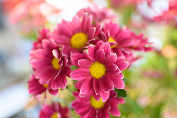 flower close up