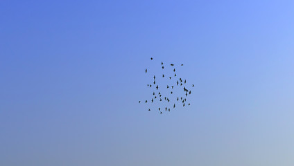 Many seabirds are flying
