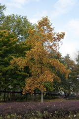 tree in autumn