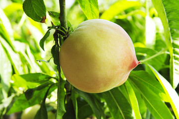 Ripe peaches hanging in a tree