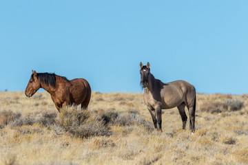 Naklejka premium Wild Horses in the Utah Desert