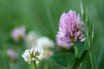 Close up of white clover flower blooming on green background.A selective focus picture of grass flower with insect and natural green blurred background