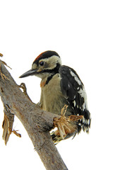 woodpecker