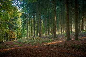 Fototapeta premium Middle European Forest Service Road