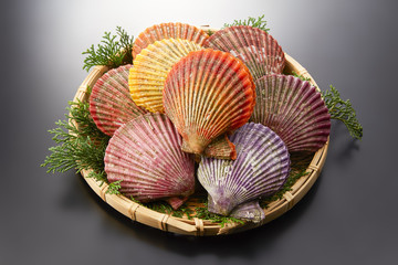 ヒオウギ貝 © funny face