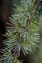 Pine branch
