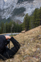 Photographer taking photo of an elk