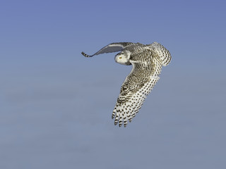 Snowy Owl in Flight on Blue Sky