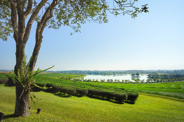 Beautiful view tree and tea plantation with lake