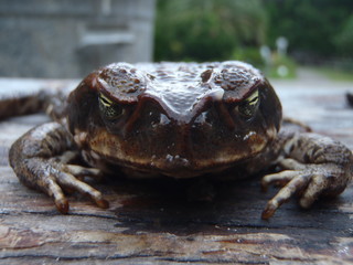 Front on view of an australian cane toad