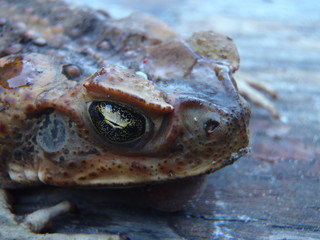 Close up of the head of an australian cane toad