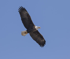 American Bald Eagle Flying In Blue Sky