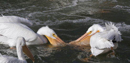 American White Pelicans Fishing Close UP