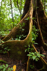 Buttress tree roots in rainforest Borneo Malaysia