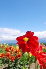 赤いダリアのお花畑