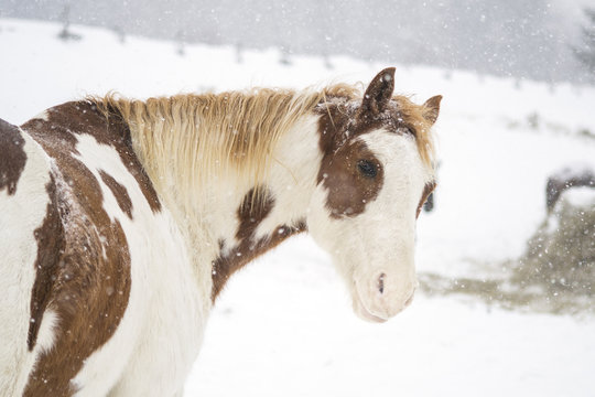 Chestnut Paint Horse in snow
