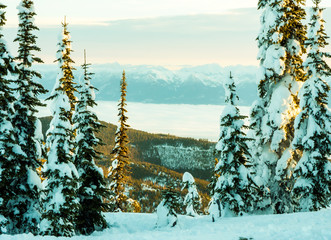 The sunrise on some beautiful flocked conifers high on top Blacktail Mountain