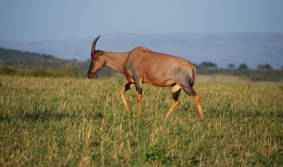 antelope 3
