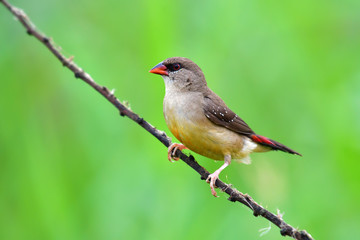 Red avadavat bird